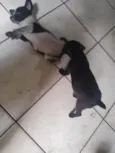 floco,breu,black,Lou e caramelo