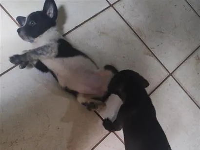 Cachorro raça SRD-ViraLata idade 2 a 6 meses nome floco,breu,black,Lou e caramelo