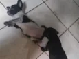 floco,breu,black,Lou e caramelo