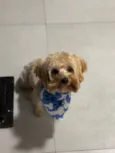 não sei, pois encontrei ele 