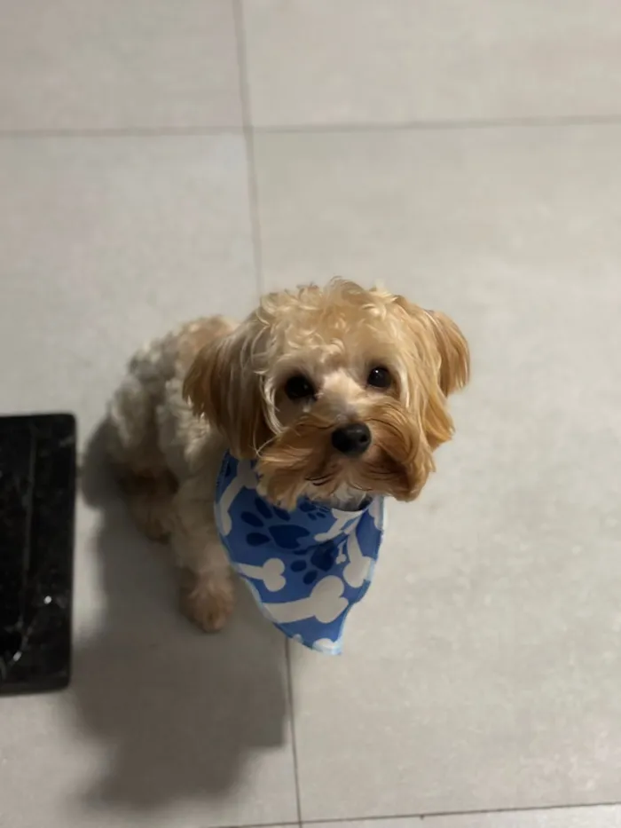 Cachorro raça SRD-ViraLata idade 2 anos nome não sei, pois encontrei ele 