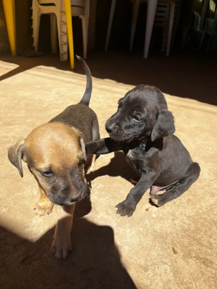 Cachorro raça SRD-ViraLata idade Abaixo de 2 meses nome Filhotes