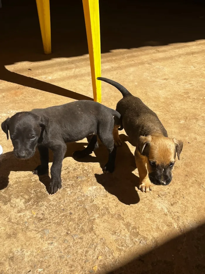 Cachorro raça SRD-ViraLata idade Abaixo de 2 meses nome Filhotes