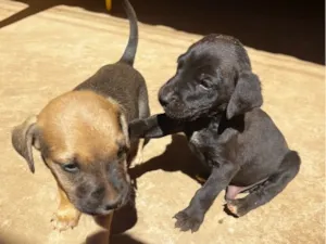 Cachorro raça SRD-ViraLata idade Abaixo de 2 meses nome Filhotes