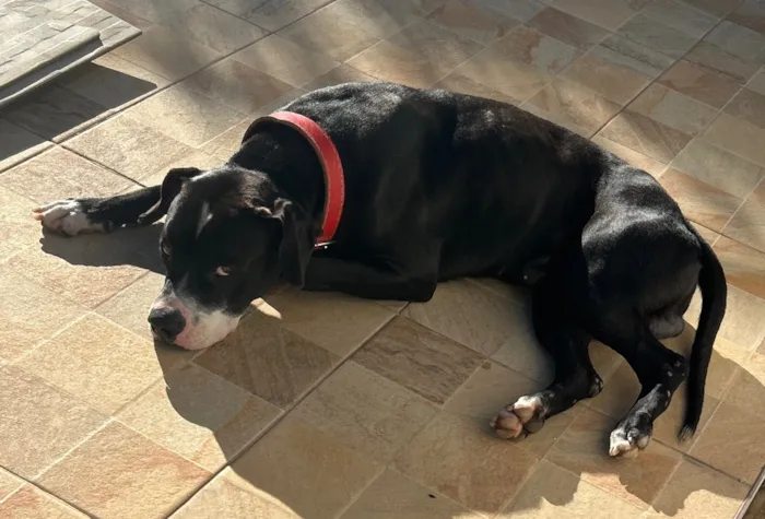 Cachorro raça Pit-Bull idade 2 anos nome Lord