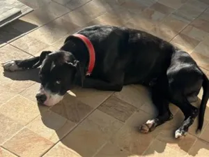 Cachorro raça Pit-Bull idade 2 anos nome Lord