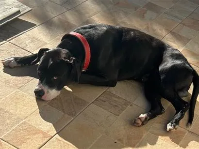Cachorro raça Pit-Bull idade 2 anos nome Lord
