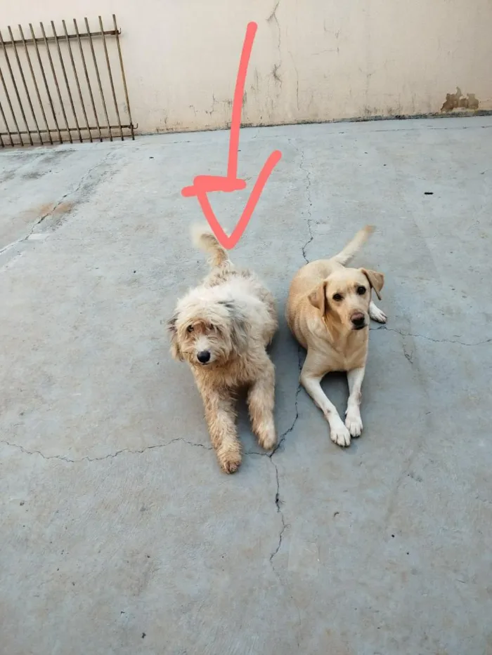 Cachorro raça SRD-ViraLata idade 4 anos nome Everest