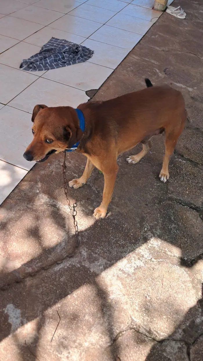 Cachorro raça SRD-ViraLata idade 3 anos nome Bobi