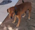 Bobi