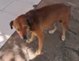 Bobi