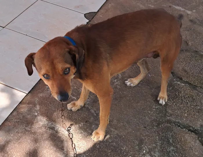 Cachorro raça SRD-ViraLata idade 3 anos nome Bobi