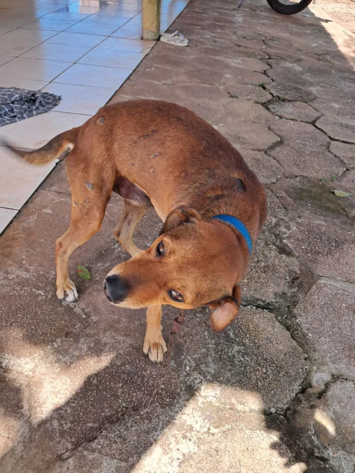 Cachorro raça SRD-ViraLata idade 3 anos nome Bobi