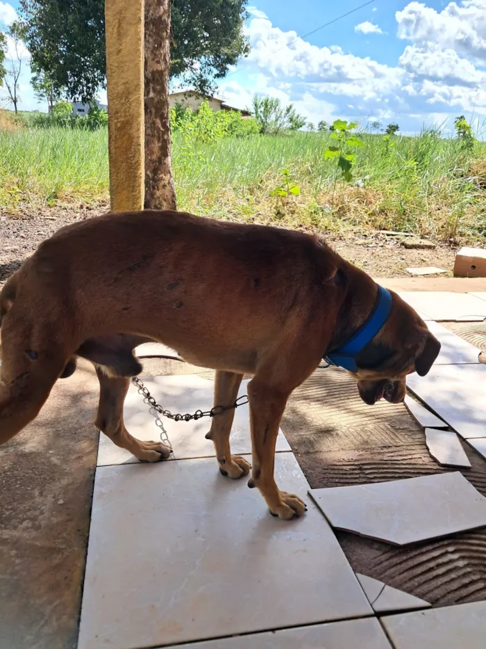 Cachorro raça SRD-ViraLata idade 3 anos nome Bobi