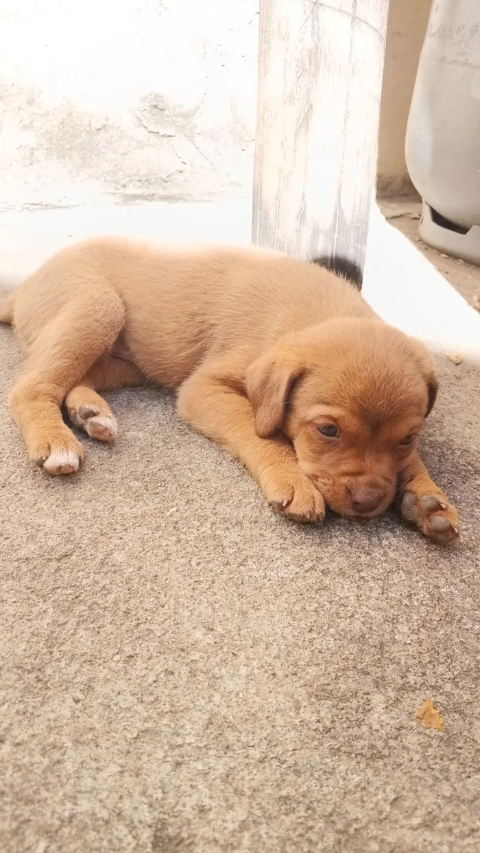 Cachorro raça SRD-ViraLata idade 2 a 6 meses nome Filhotes