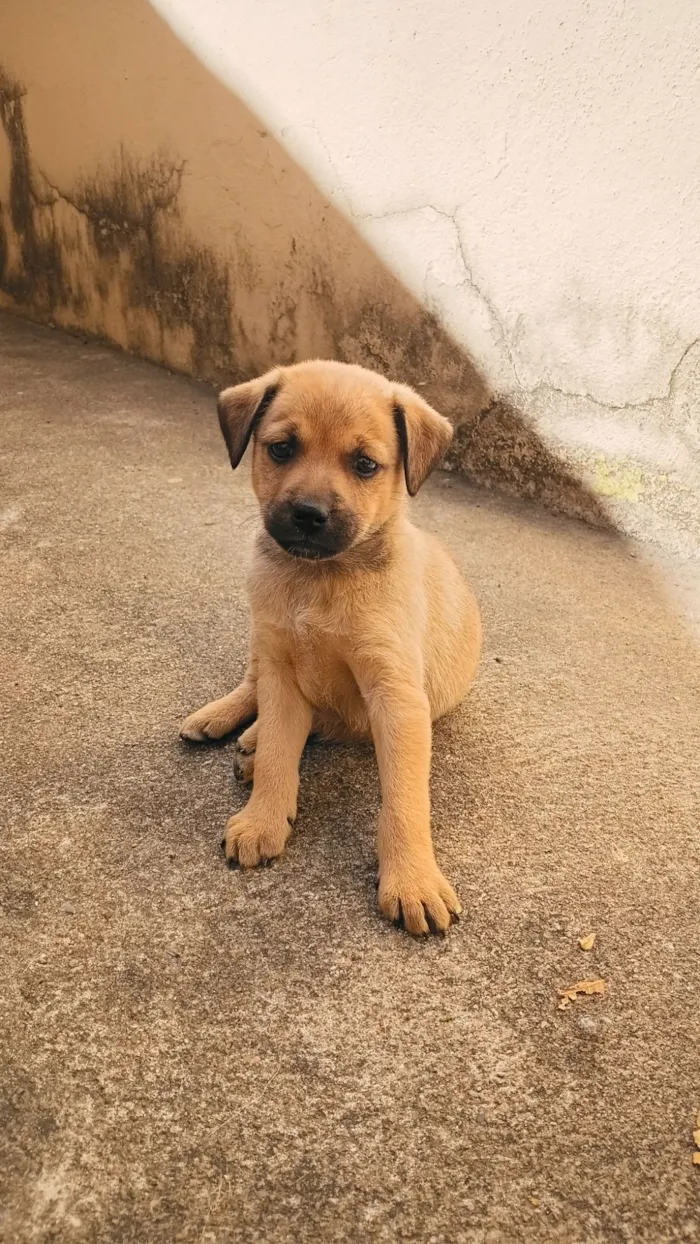 Cachorro raça SRD-ViraLata idade 2 a 6 meses nome Filhotes