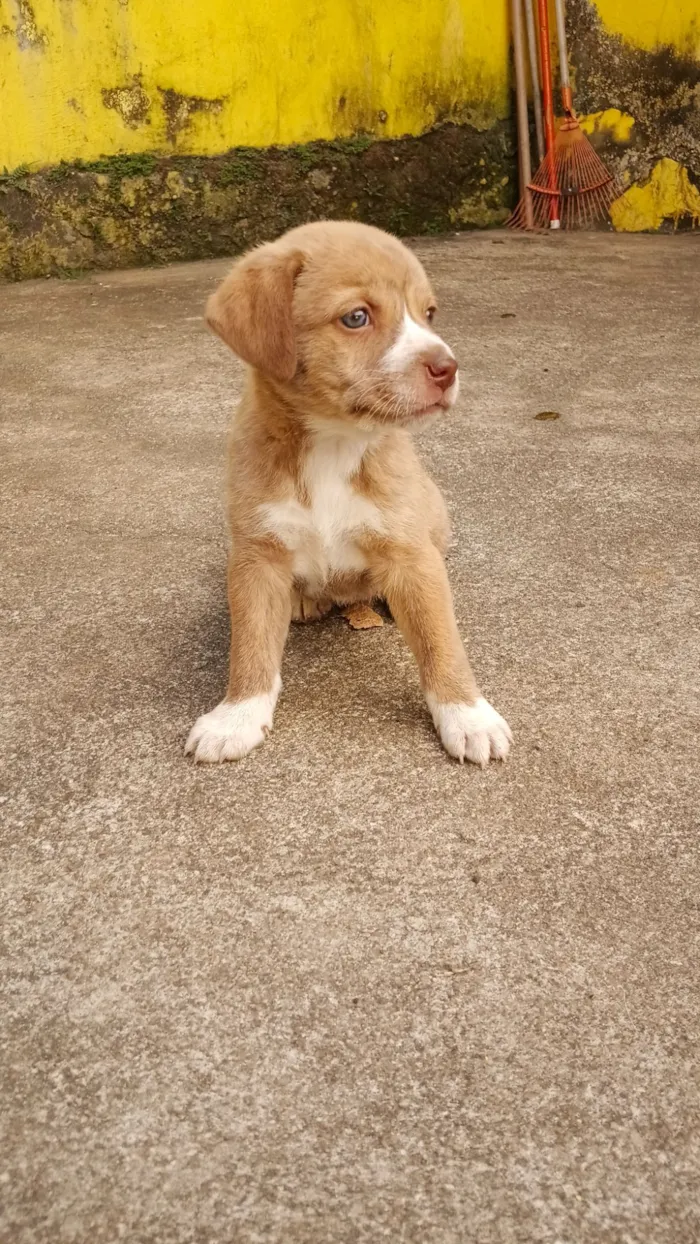 Cachorro raça SRD-ViraLata idade 2 a 6 meses nome Filhotes