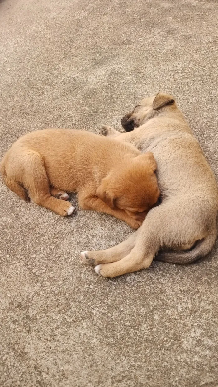 Cachorro raça SRD-ViraLata idade 2 a 6 meses nome Filhotes