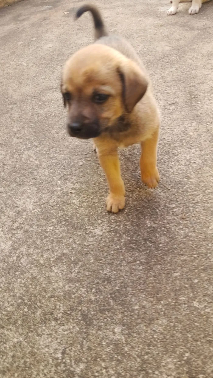 Cachorro raça SRD-ViraLata idade 2 a 6 meses nome Filhotes