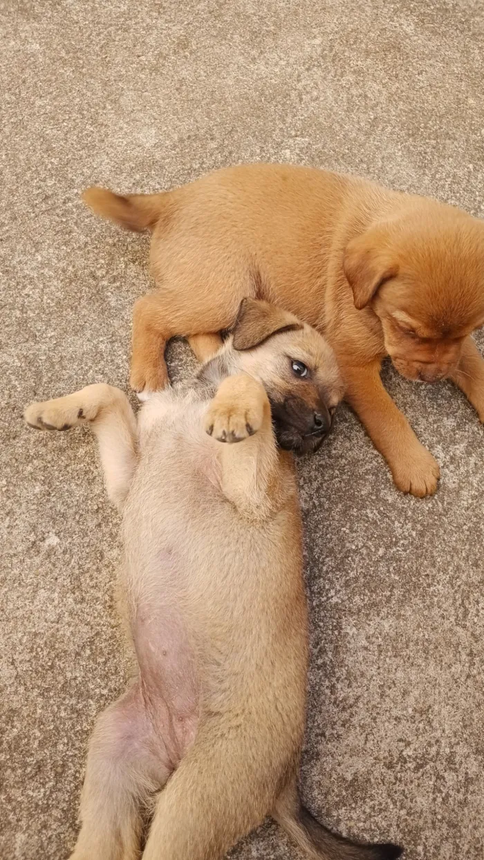 Cachorro raça SRD-ViraLata idade 2 a 6 meses nome Filhotes