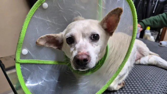 Cachorro raça SRD-ViraLata idade 3 anos nome Chiquinha