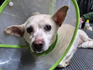 Cachorro raça SRD-ViraLata idade 3 anos nome Chiquinha
