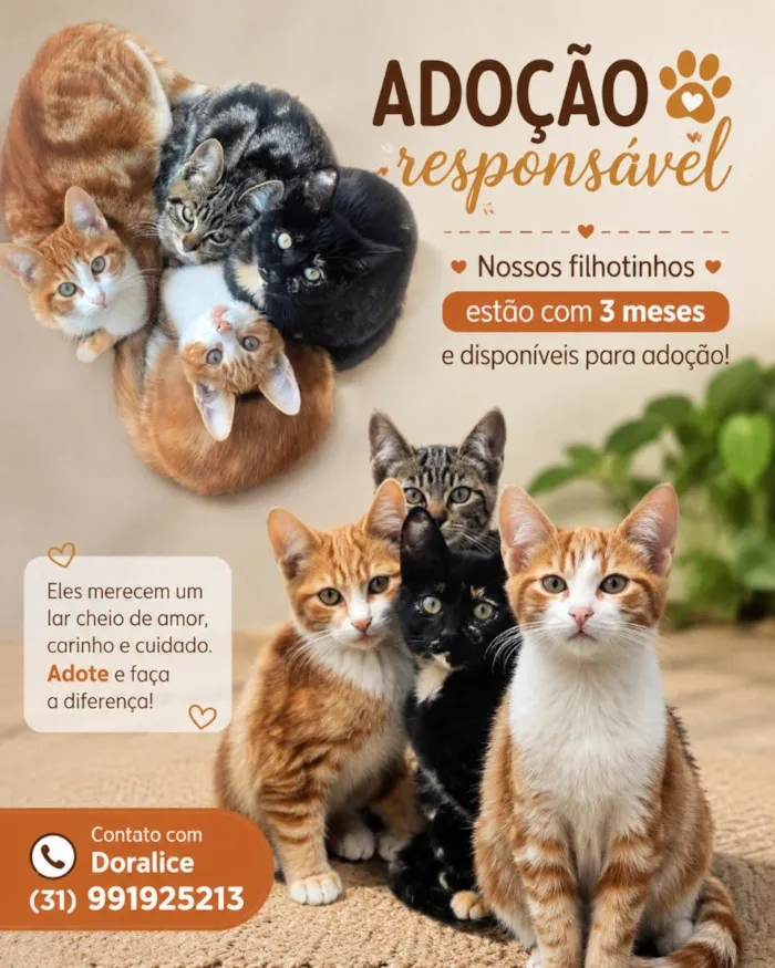 Gato raça SRD-ViraLata idade 2 a 6 meses nome Filhotes