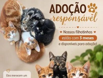 Gato raça SRD-ViraLata idade 2 a 6 meses nome Filhotes