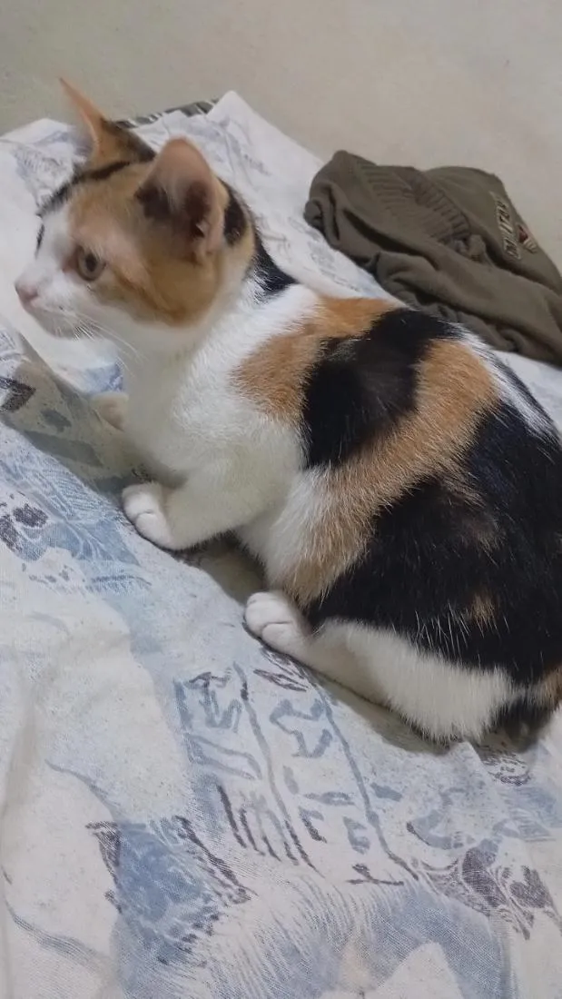 Gato raça SRD-ViraLata idade 2 a 6 meses nome mel 