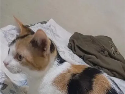 Gato raça SRD-ViraLata idade 2 a 6 meses nome mel 