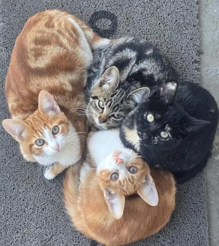 Gato raça SRD-ViraLata idade 2 a 6 meses nome Filhotes