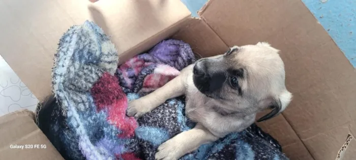 Cachorro raça SRD-ViraLata idade 2 a 6 meses nome sem nome