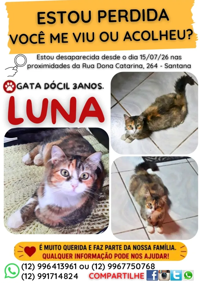 Gato raça SRD-ViraLata idade 3 anos nome Luna