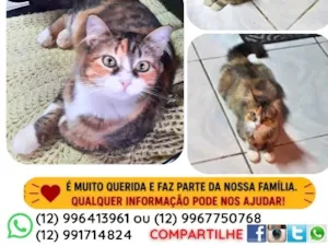 Gato raça SRD-ViraLata idade 3 anos nome Luna