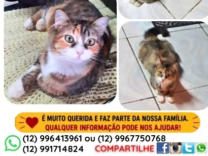 Gato raça SRD-ViraLata idade 3 anos nome Luna