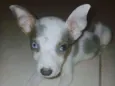 Adote esses cachorrinhos fofinhos 
