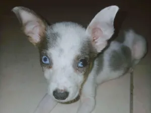 Cachorro raça SRD-ViraLata idade Abaixo de 2 meses nome Adote esses cachorrinhos fofinhos 