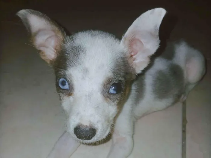 Cachorro raça SRD-ViraLata idade Abaixo de 2 meses nome Adote esses cachorrinhos fofinhos 