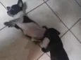floco,breu,black,Lou e caramelo