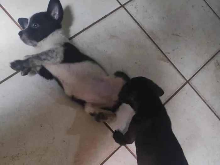 Cachorro raça SRD-ViraLata idade 2 a 6 meses nome floco,breu,black,Lou e caramelo