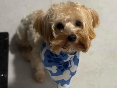 Cachorro raça SRD-ViraLata idade 2 anos nome não sei, pois encontrei ele 