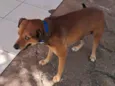 Bobi