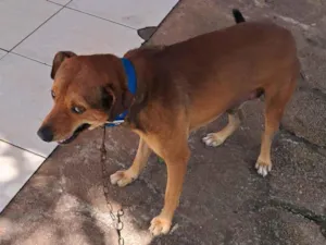 Cachorro raça SRD-ViraLata idade 3 anos nome Bobi