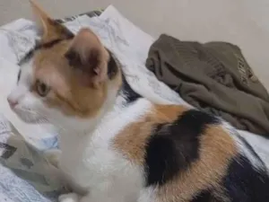 Gato raça SRD-ViraLata idade 2 a 6 meses nome mel 