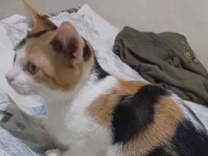 Gato raça SRD-ViraLata idade 2 a 6 meses nome mel 