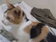 mel