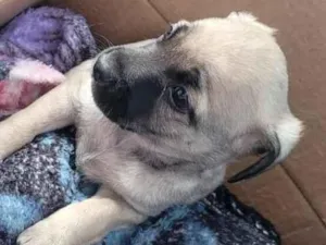 Cachorro raça SRD-ViraLata idade 2 a 6 meses nome sem nome