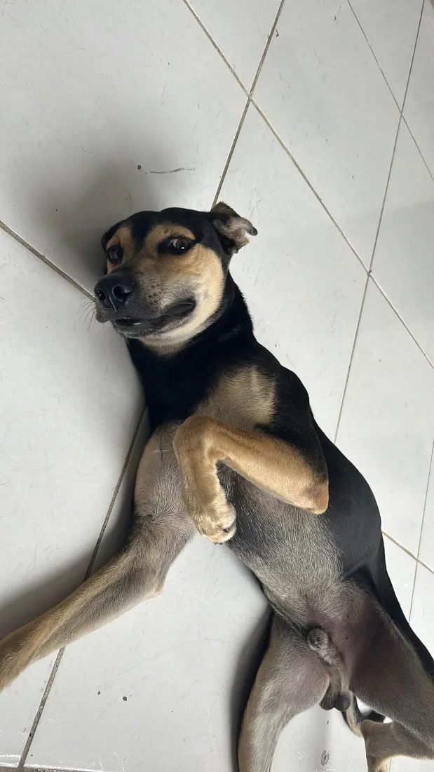 Cachorro raça SRD-ViraLata idade 2 a 6 meses nome Zé