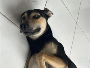 Cachorro raça SRD-ViraLata idade 2 a 6 meses nome Zé