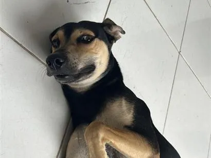 Cachorro raça SRD-ViraLata idade 2 a 6 meses nome Zé